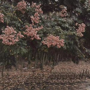 韩国人的一区二区黄带片子
